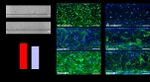 Claudin 5 Antibody in Immunocytochemistry (ICC/IF)