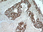 PGRMC1 Antibody in Immunohistochemistry (Paraffin) (IHC (P))