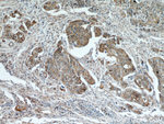 PGRMC1 Antibody in Immunohistochemistry (Paraffin) (IHC (P))