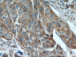 PGRMC1 Antibody in Immunohistochemistry (Paraffin) (IHC (P))