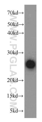 PGRMC1 Antibody in Western Blot (WB)