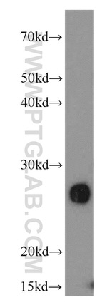 PGRMC1 Antibody in Western Blot (WB)