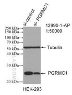PGRMC1 Antibody in Western Blot (WB)