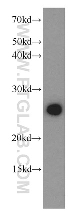 PGRMC1 Antibody in Western Blot (WB)