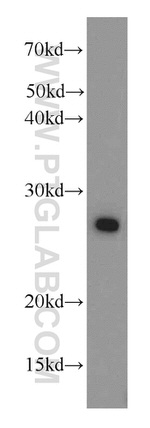 PGRMC1 Antibody in Western Blot (WB)