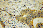 COASY Antibody in Immunohistochemistry (Paraffin) (IHC (P))