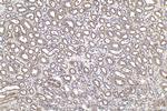 Ephrin B1 Antibody in Immunohistochemistry (Paraffin) (IHC (P))