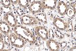 Ephrin B1 Antibody in Immunohistochemistry (Paraffin) (IHC (P))
