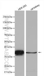 Ephrin B1 Antibody in Western Blot (WB)