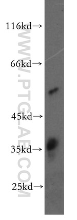 Ephrin B1 Antibody in Western Blot (WB)