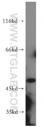 Ephrin B1 Antibody in Western Blot (WB)