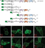 GFP Antibody in Immunocytochemistry (ICC/IF)