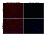 GFAP Antibody in Immunohistochemistry (Paraffin) (IHC (P))