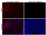 GFAP Antibody in Immunohistochemistry (Paraffin) (IHC (P))