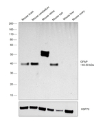 GFAP Antibody in Western Blot (WB)