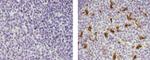 CD68 Antibody in Immunohistochemistry (Paraffin) (IHC (P))