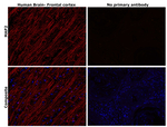 MAP2 Antibody in Immunohistochemistry (Paraffin) (IHC (P))