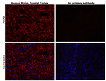 MAP2 Antibody in Immunohistochemistry (Paraffin) (IHC (P))