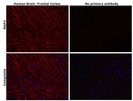 MAP2 Antibody in Immunohistochemistry (Paraffin) (IHC (P))
