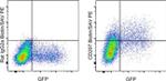 CD207 (Langerin) Monoclonal Antibody (eBioL31), Biotin, eBioscience™