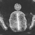 N-cadherin Monoclonal Antibody (NCD-2)