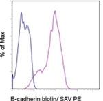 CD324 (E-Cadherin) Monoclonal Antibody (DECMA-1), Biotin, eBioscience™