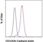 CD325 (N-Cadherin) Monoclonal Antibody (8C11), Biotin, eBioscience™