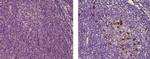 Mouse IgG (H+L) Secondary Antibody in Immunohistochemistry (Paraffin) (IHC (P))