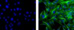 Rat anti-Mouse IgG1 Secondary Antibody, Biotin, eBioscience™