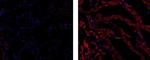Mouse IgG1 kappa Isotype Control in Immunohistochemistry (Frozen) (IHC (F))