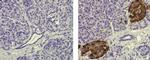Mouse IgG2a kappa Isotype Control in Immunohistochemistry (Paraffin) (IHC (P))