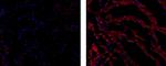 Connexin 43 Antibody in Immunohistochemistry (Frozen) (IHC (F))