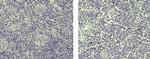 Rat IgG (H+L) Secondary Antibody in Immunohistochemistry (Paraffin) (IHC (P))