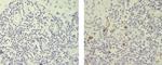 Mouse anti-Rat IgG2b Secondary Antibody, Biotin, eBioscience™