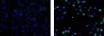 Ki-67 Monoclonal Antibody (SolA15), Biotin, eBioscience™