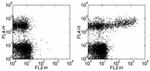 Mouse IgM Antibody in Flow Cytometry (Flow)