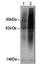 Ubiquitin Monoclonal Antibody (eBioP4D1 (P4D1)), Biotin, eBioscience™