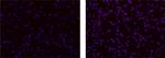IL-37 Monoclonal Antibody (37D12), Biotin, eBioscience™