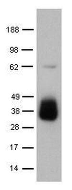Granzyme B Monoclonal Antibody (16G6), Biotin, eBioscience™