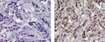 ErbB4 (Her4) Monoclonal Antibody (HFR1), Biotin, eBioscience™