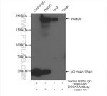 DOCK7 Antibody in Immunoprecipitation (IP)