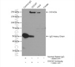 DOCK7 Antibody in Immunoprecipitation (IP)
