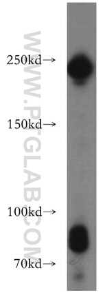 DOCK7 Antibody in Western Blot (WB)