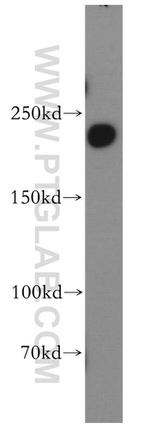 DOCK7 Antibody in Western Blot (WB)