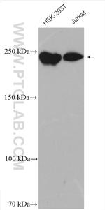 DOCK7 Antibody in Western Blot (WB)