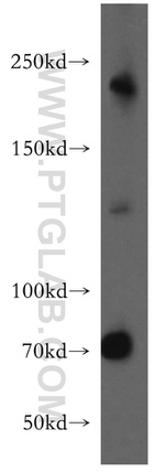 DOCK7 Antibody in Western Blot (WB)