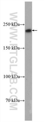 DOCK7 Antibody in Western Blot (WB)