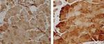 Superoxide dismutase (SOD) Mn Antibody in Immunohistochemistry (IHC)