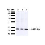 Superoxide dismutase (SOD) Mn Antibody in Western Blot (WB)