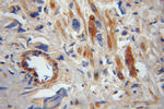 FAIM Antibody in Immunohistochemistry (Paraffin) (IHC (P))